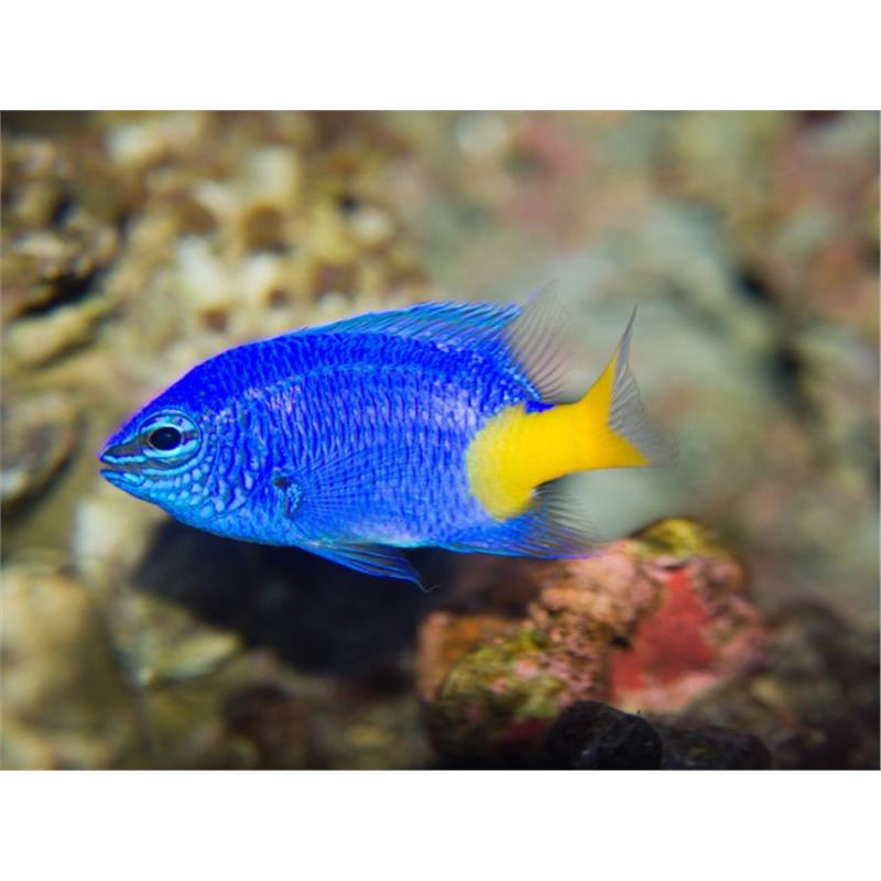 Damsel Azure-Yellow (Chrysiptera Parasema) - imagine 3